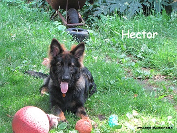 Hector overziet de tuin